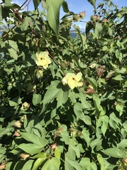Gossypieae