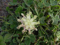 Trifolium fucatum