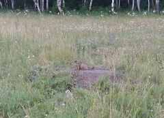 Marmota kastschenkoi