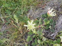 Trifolium fucatum