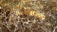Atriplex canescens laciniata