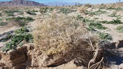Atriplex canescens laciniata
