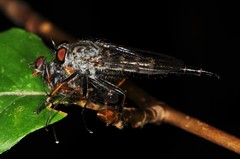 Neoitamus flavofemoratus