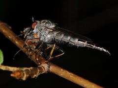 Neoitamus flavofemoratus