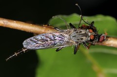 Neoitamus flavofemoratus