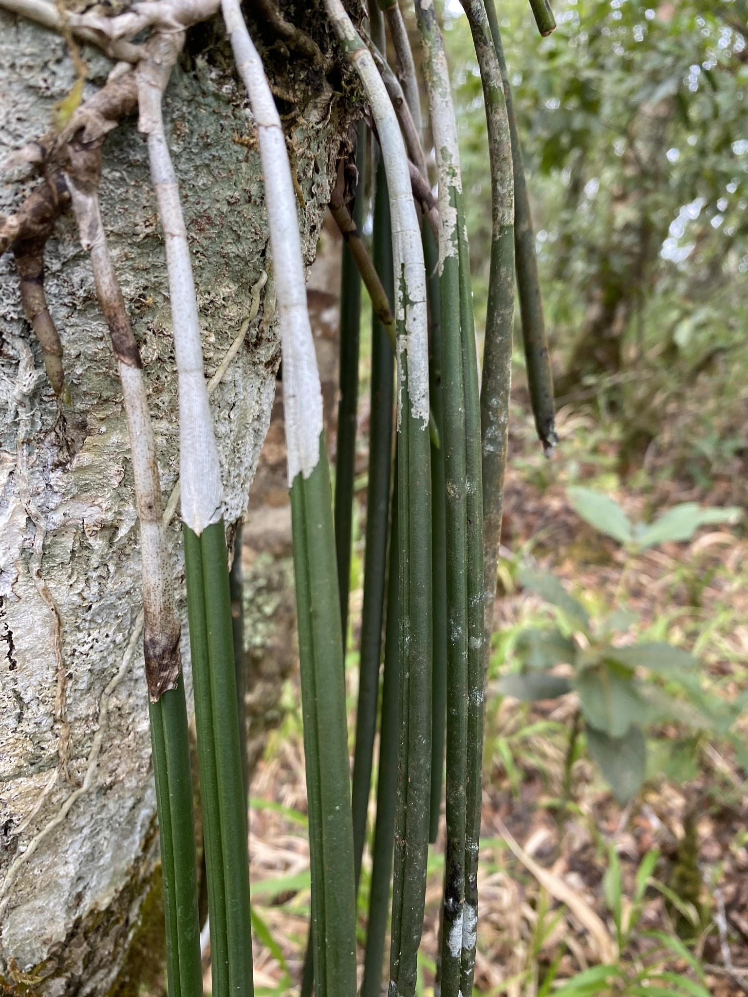 Brassavola acaulis Lindl. & Paxton 2