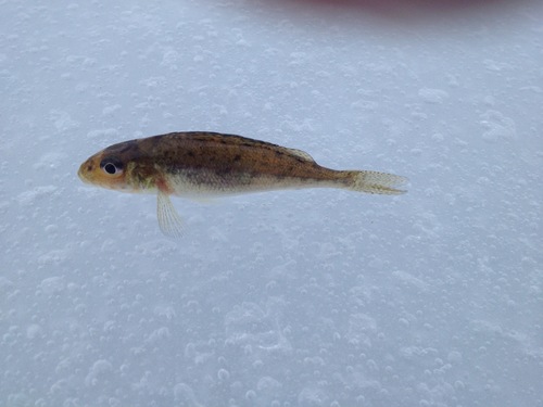 Gymnocephalus cernua