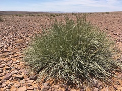 Euphorbia gregaria