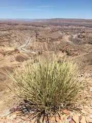 Euphorbia gregaria