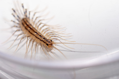 House Centipede