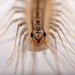 House Centipede - Photo (c) Kyle C. Elshoff (he/him), some rights reserved (CC BY-NC), uploaded by Kyle C. Elshoff (he/him)