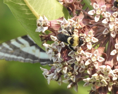 Southern Plains Bumble Bee photo 4