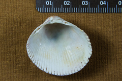 Dallocardia quadragenaria