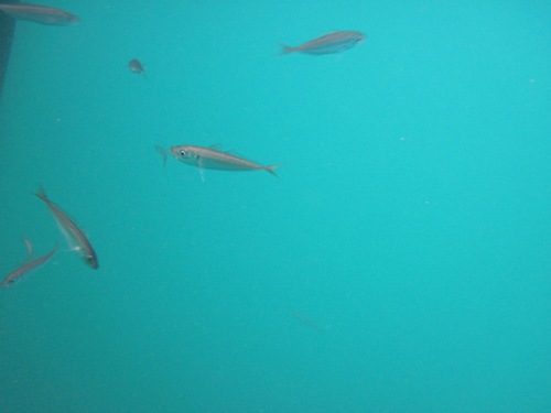Trachurus trachurus