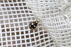 Brachiacantha decempustulata