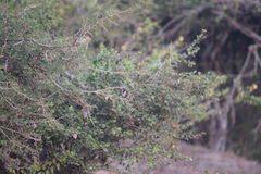 Dichrostachys cinerea