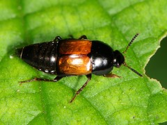 Tachinus fimbriatus