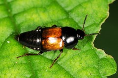 Tachinus fimbriatus