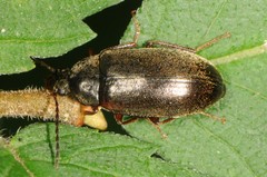 Isomira