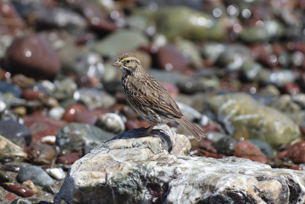 Savannah Sparrow (San Benito)
