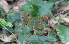 Greta morgane morgane