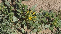 Cleomella obtusifolia