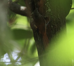 Sittasomus griseicapillus image