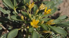 Cleomella obtusifolia