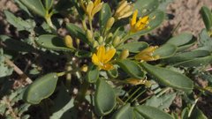 Cleomella obtusifolia