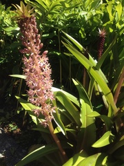 Eucomis comosa