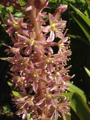Eucomis comosa