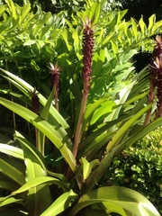 Eucomis comosa
