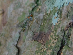 Sciapodinae