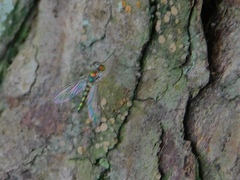 Sciapodinae