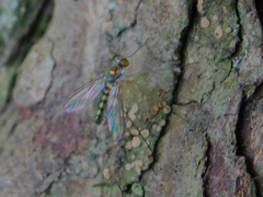Sciapodinae