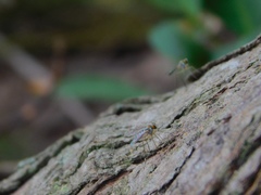 Sciapodinae
