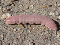 Hyles hippophaes