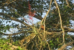 Tillandsia flexuosa