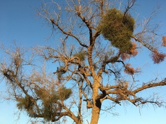 Viscum rotundifolium