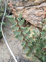 Cheilanthes marlothii