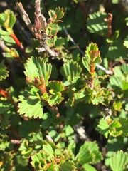 Myrothamnus flabellifolius image