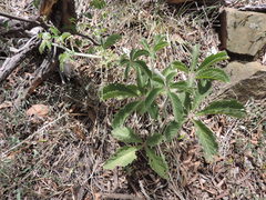 Cyphostemma lanigerum