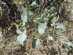 Searsia zeyheri