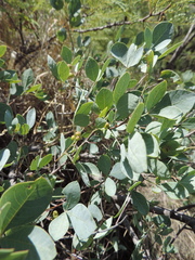 Searsia zeyheri