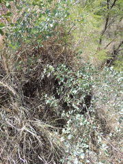 Searsia zeyheri