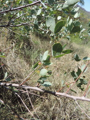 Searsia zeyheri