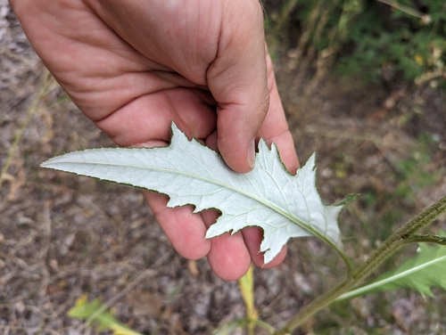 Image of Engelmann's Thistle by (c) Cleveland Powell, some rights reserved (CC BY)