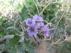 Phacelia crenulata ambigua