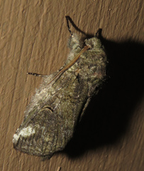 Heterocampa obliqua