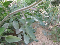 Phacelia crenulata ambigua